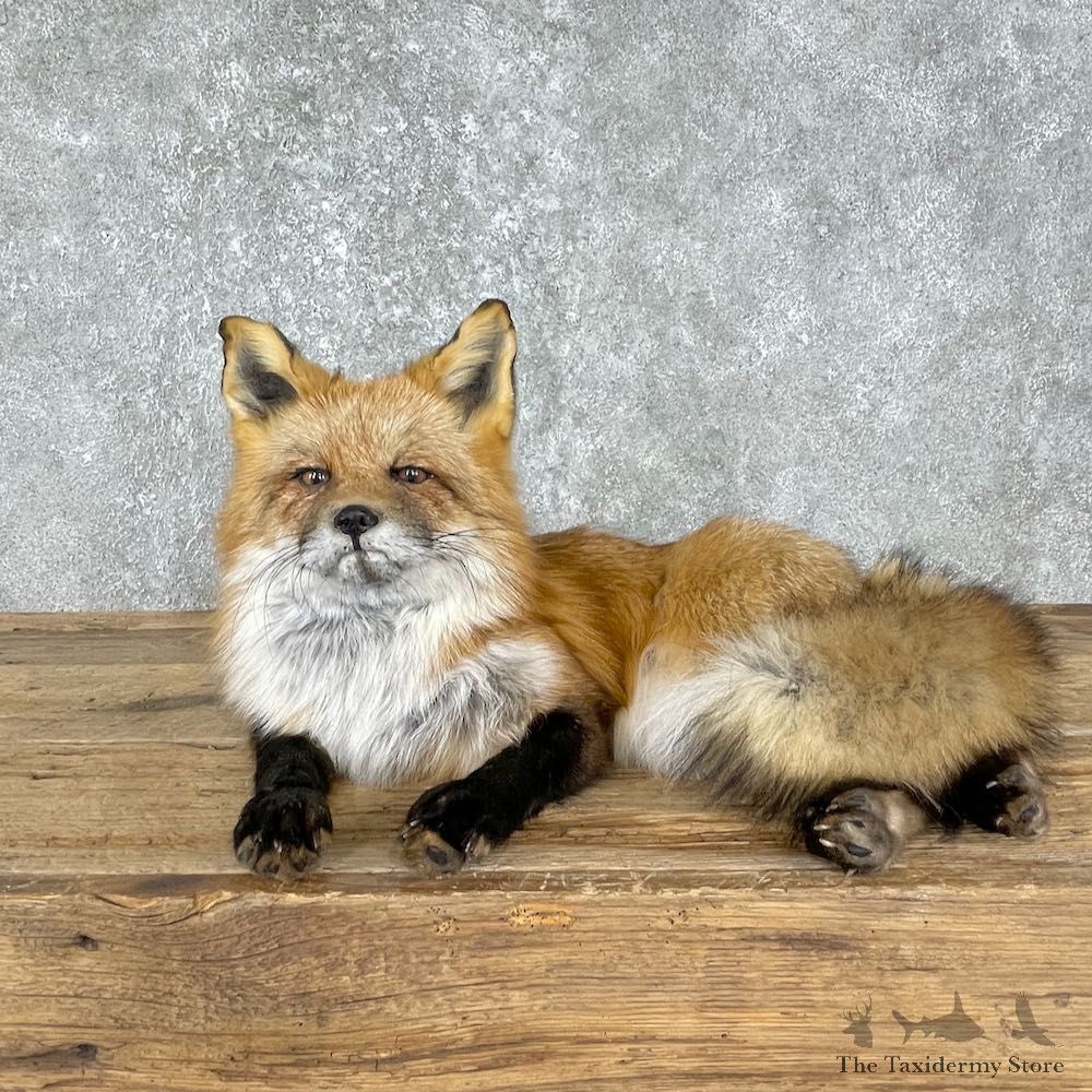 Red Fox Life-Size Mount For Sale #25546 @ The Taxidermy Store