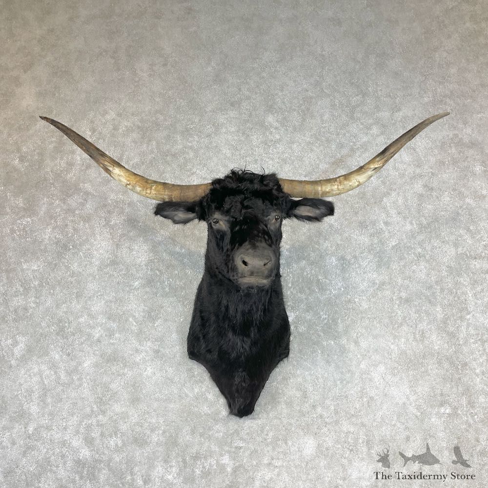 Longhorn Steer Shoulder Mount For Sale #26770 @ The Taxidermy Store