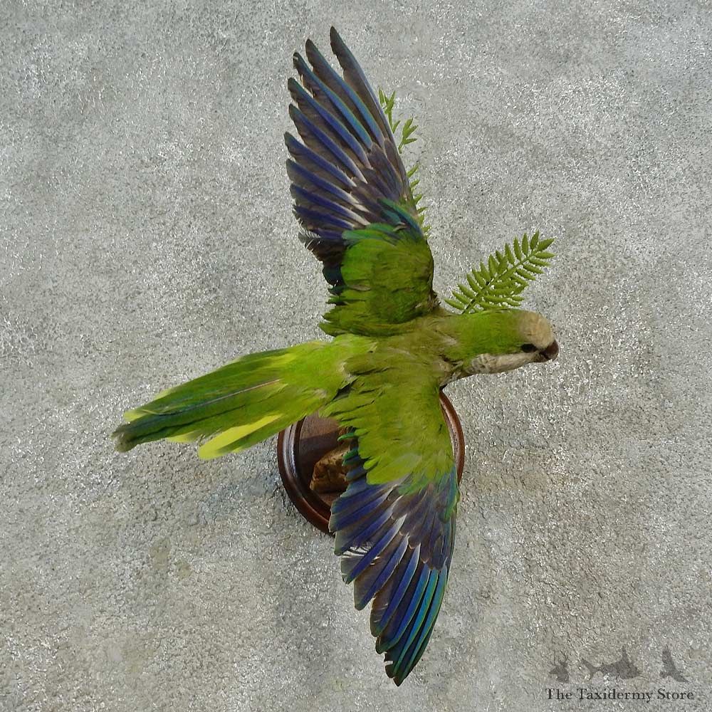 Monk Parakeet Bird Mount For Sale #16653 @ The Taxidermy Store