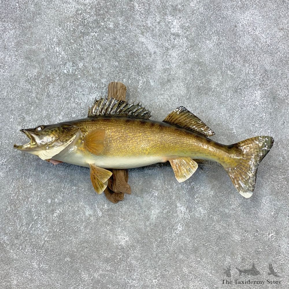 Walleye Taxidermy Fish Mount #23288 For Sale @ The Taxidermy Store