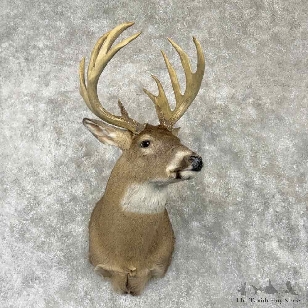 Whitetail Deer Shoulder Mount For Sale #30356 @ The Taxidermy Store