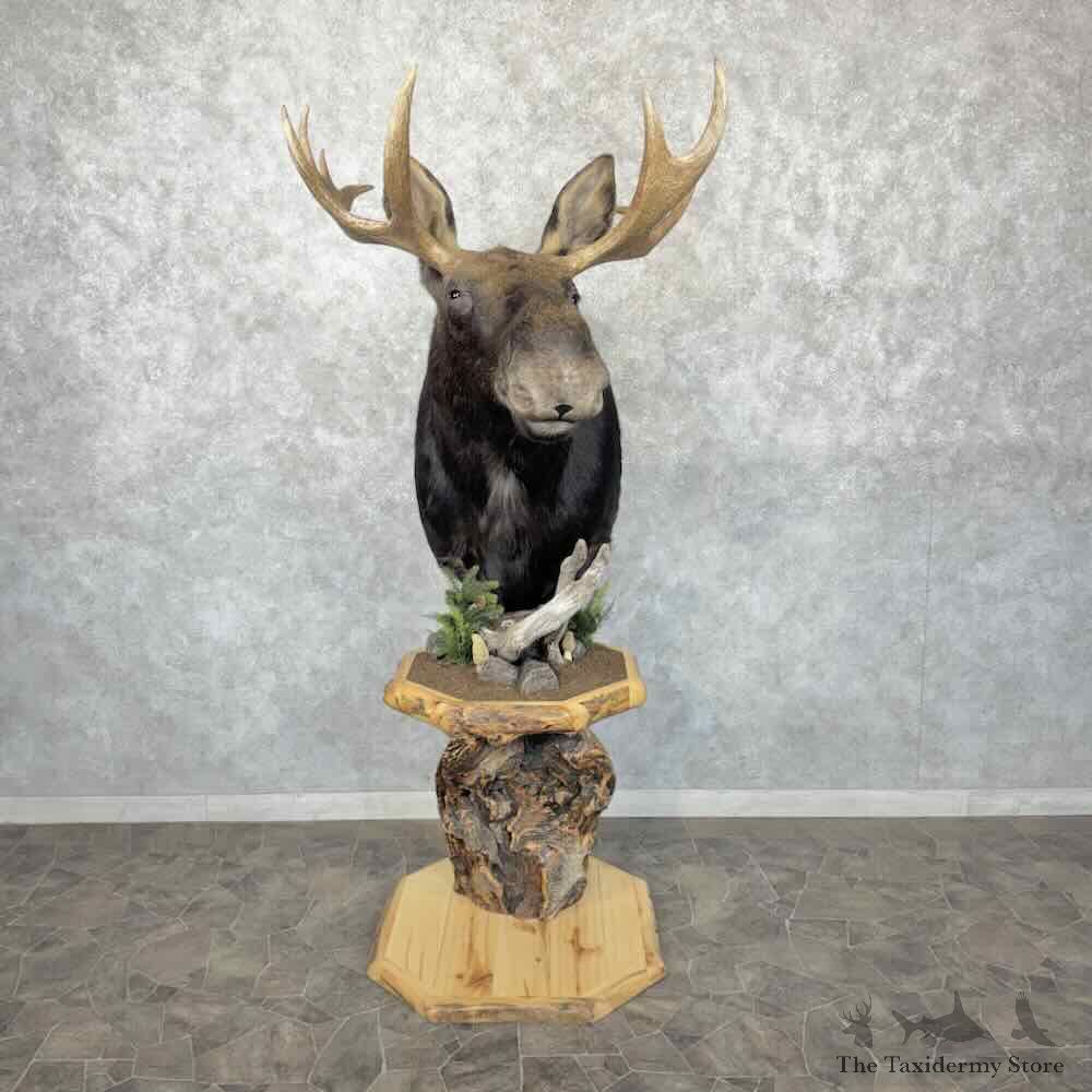 Shiras Moose Pedestal Mount For Sale #31845 @ The Taxidermy Store