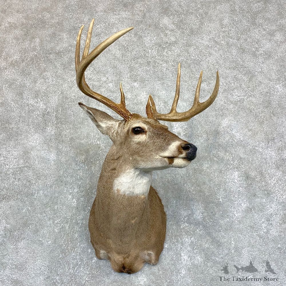 Whitetail Deer Shoulder Taxidermy Mount #21743 For Sale - The Taxidermy Store