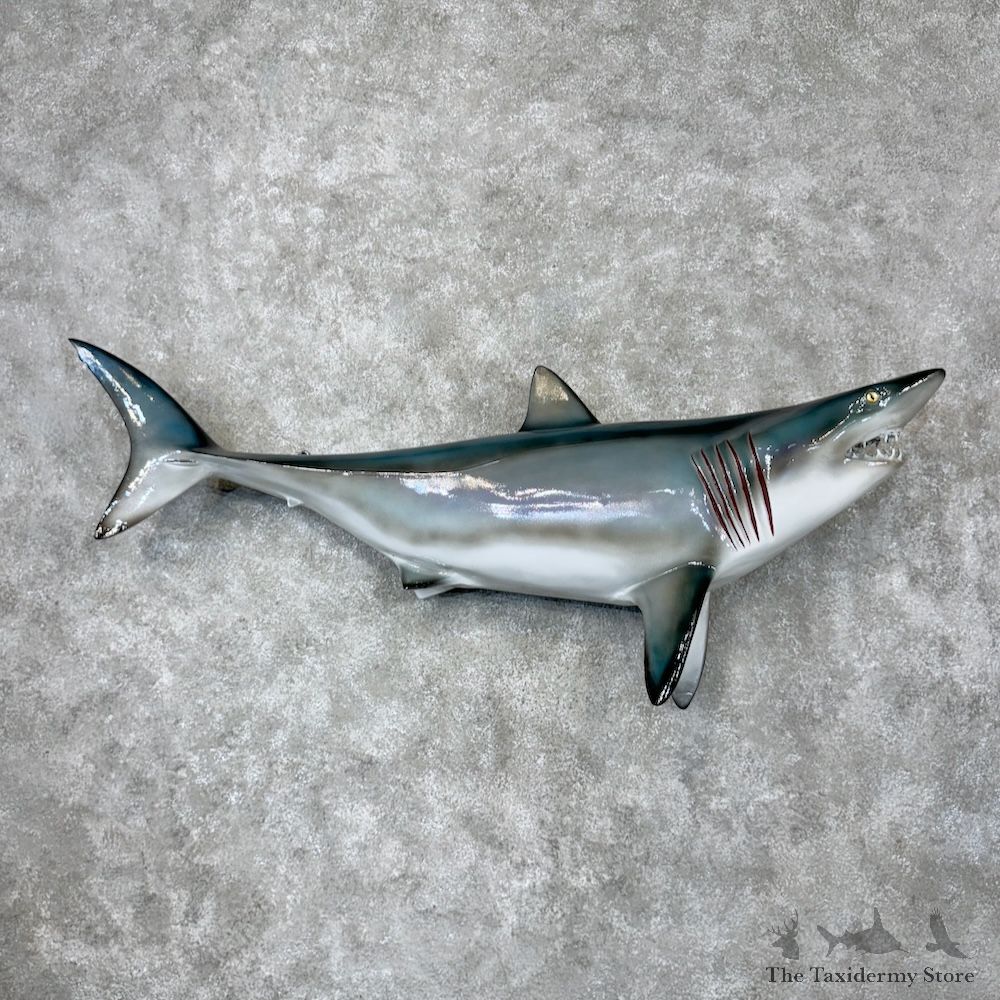 Porbeagle Shark Reproduction Mount For Sale #29814 @ The Taxidermy Store