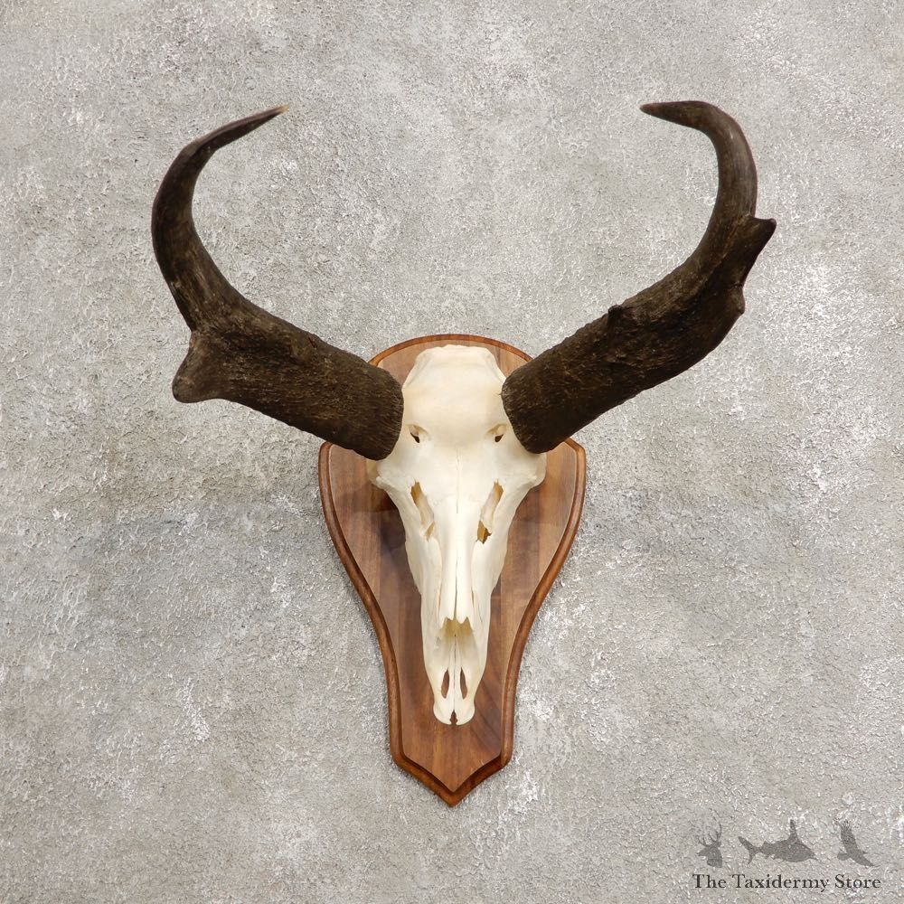 Pronghorn Skull & Horn European Mount #20447 For Sale @ The Taxidermy Store