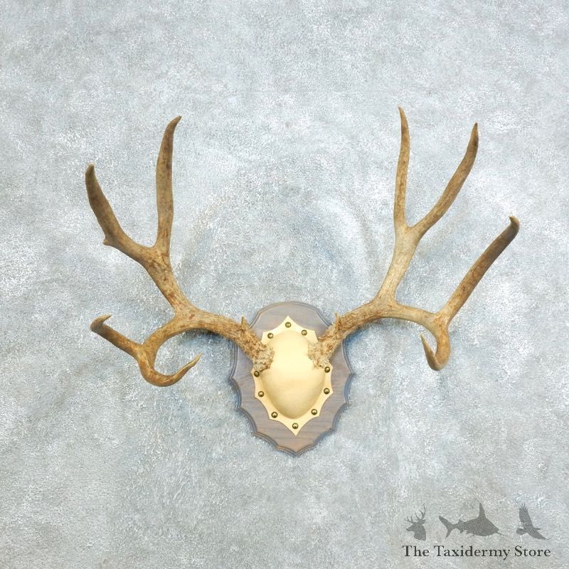 Mule Deer Taxidermy Antler Plaque #18411 For Sale @ The Taxidermy Store