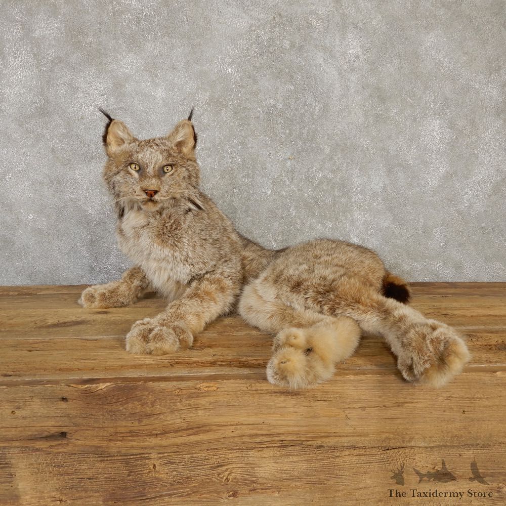 Canadian Lynx Life-Size Taxidermy Mount For Sale #20118 @ The Taxidermy Store