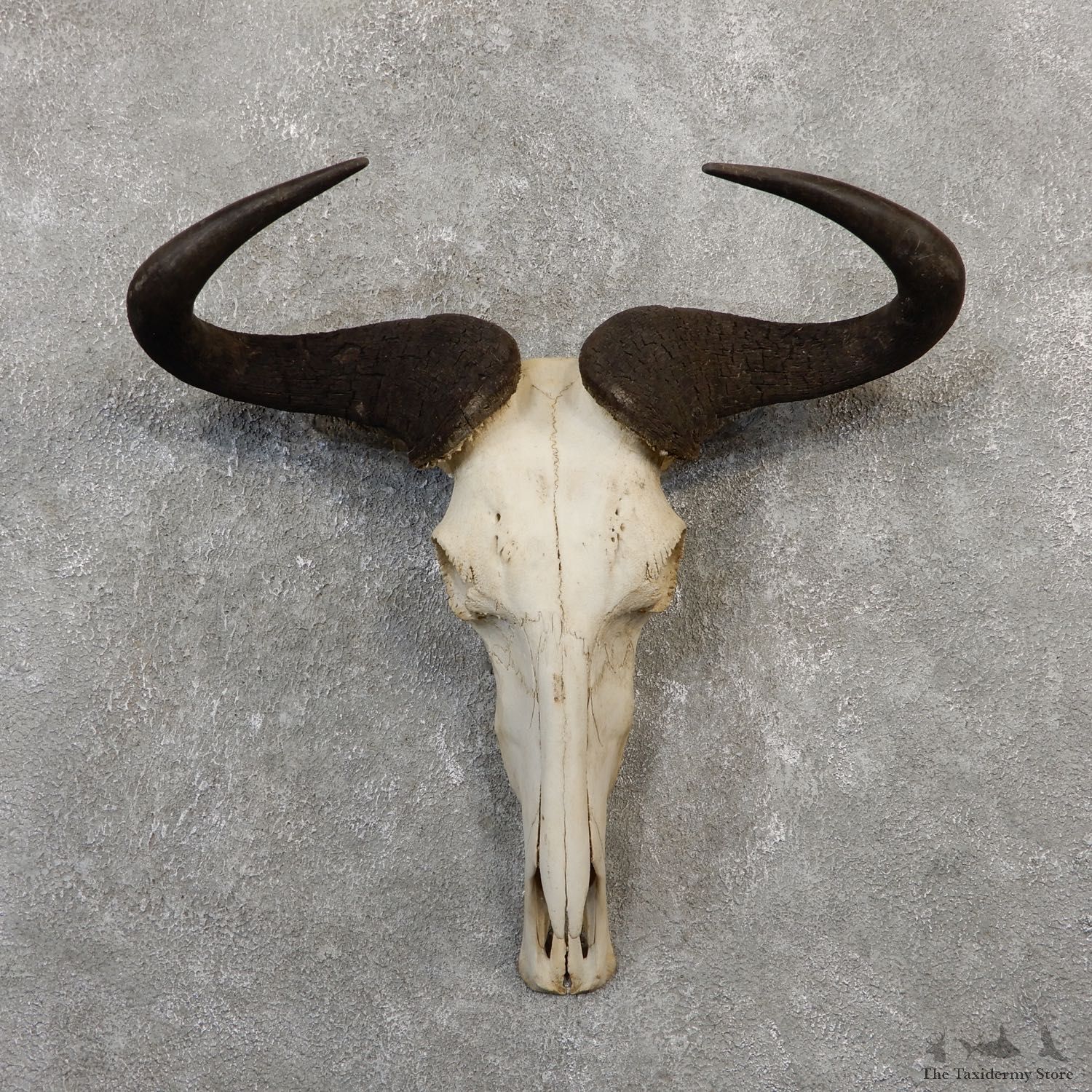 Blue Wildebeest Skull Horns European Mount #20064 For Sale @ The Taxidermy Store