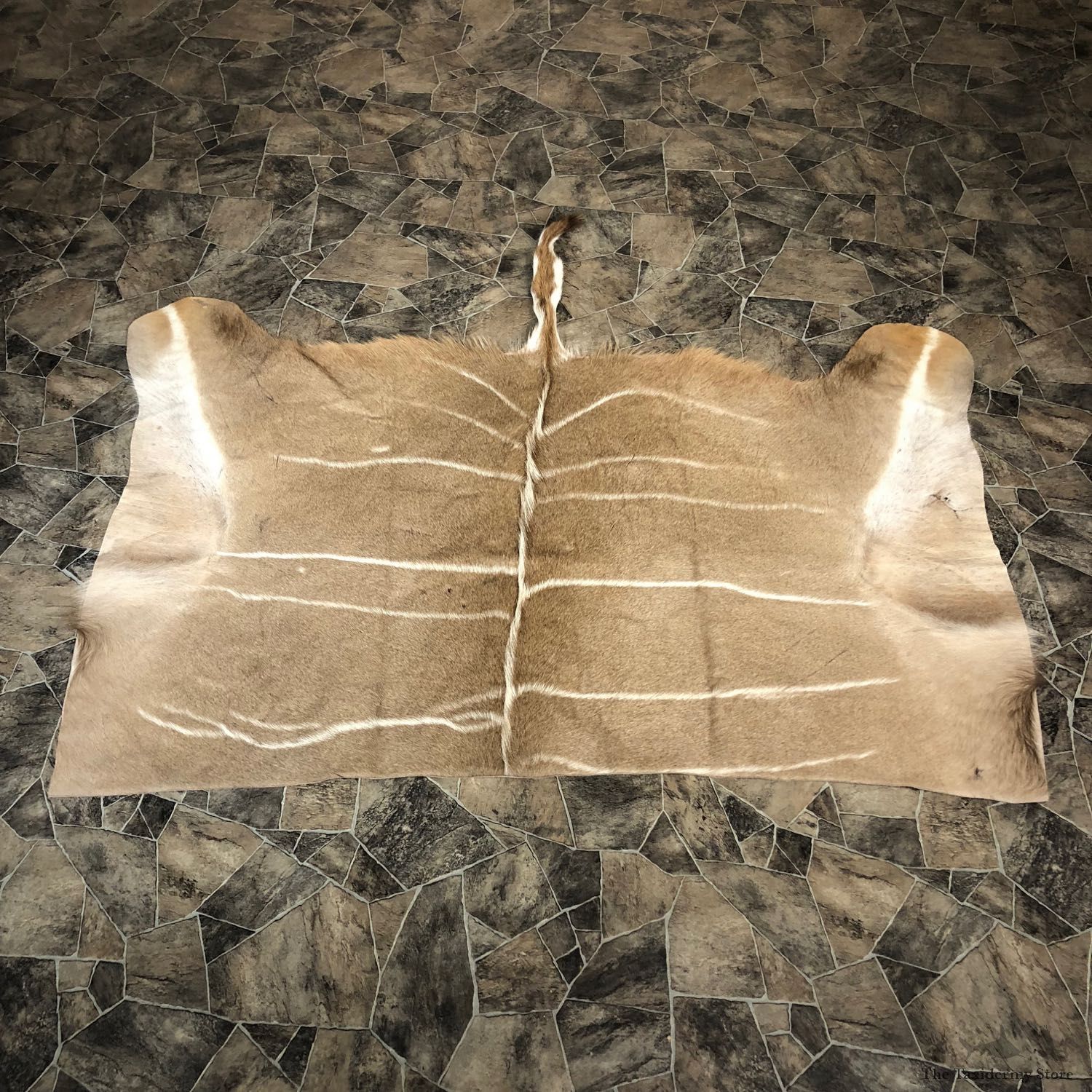 Greater Kudu Hide Taxidermy Skin #20069 For Sale @ The Taxidermy Store