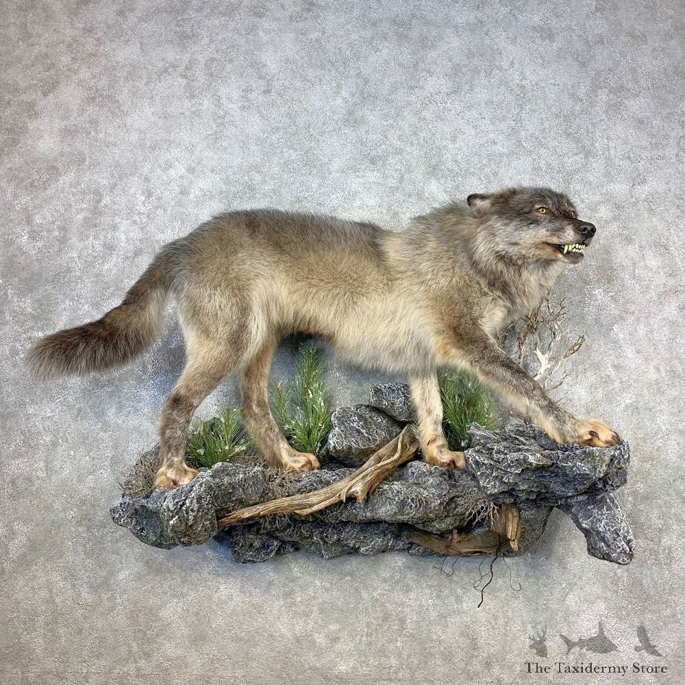 Alaskan Grey Wolf Life-Size Mount For Sale #21648 @ The Taxidermy Store