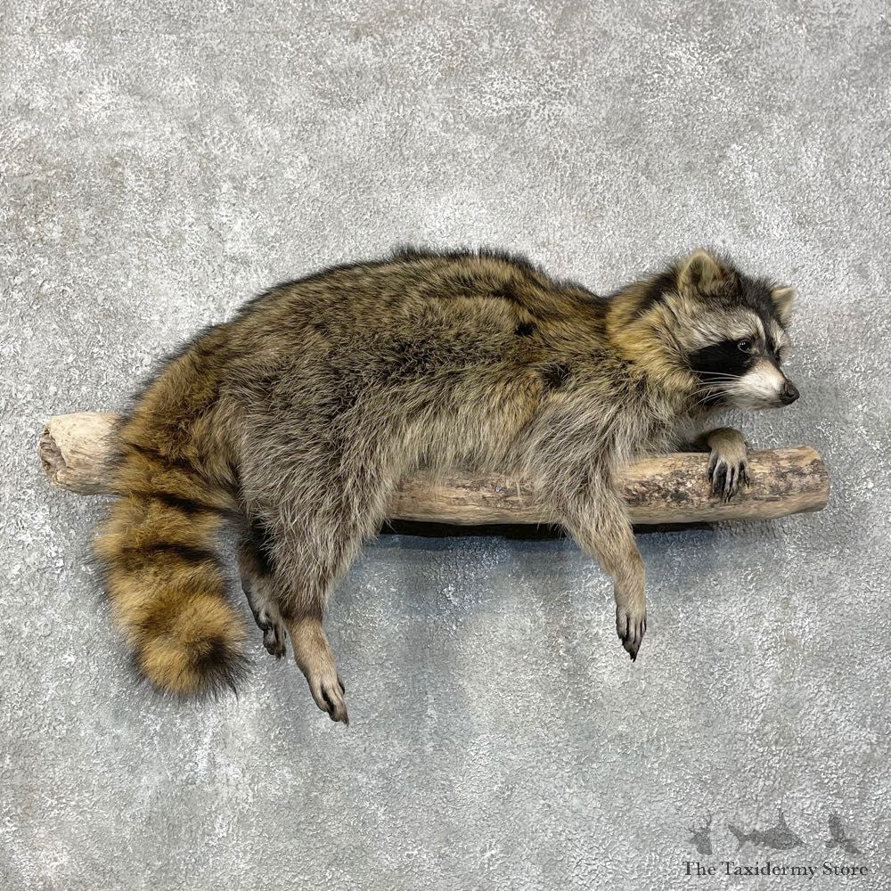 Raccoon Life-Size Mount For Sale #24088 @ The Taxidermy Store