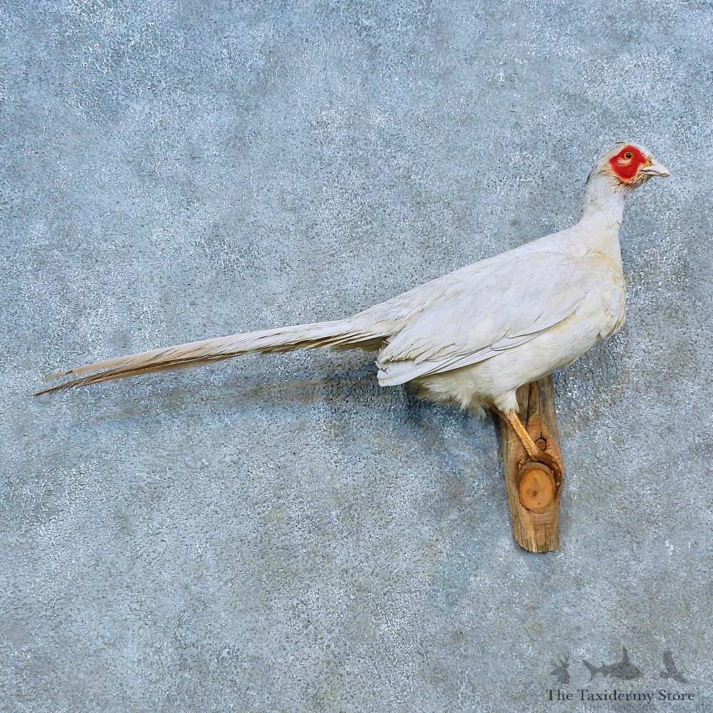 White Pheasant Bird Mount For Sale #15497 @ The Taxidermy Store