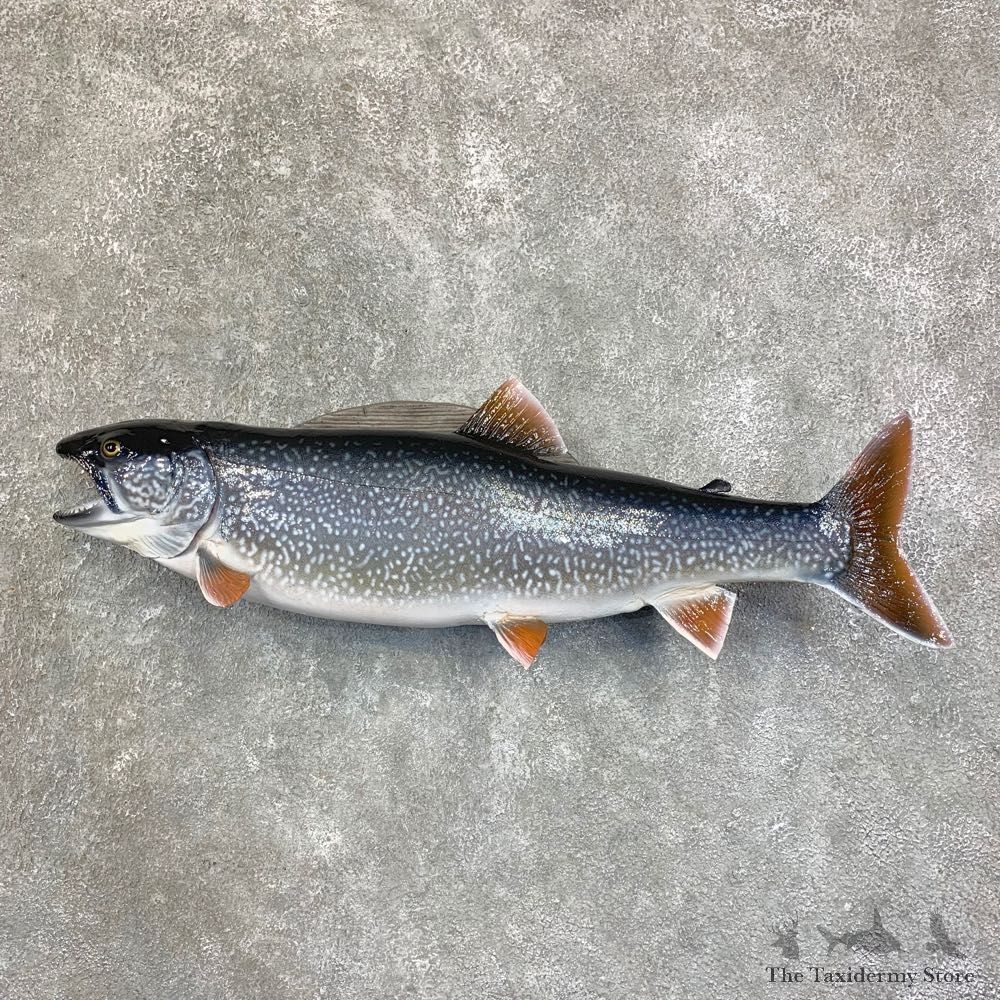 Lake Trout Freshwater Fish Mount For Sale #21813 @ The Taxidermy Store