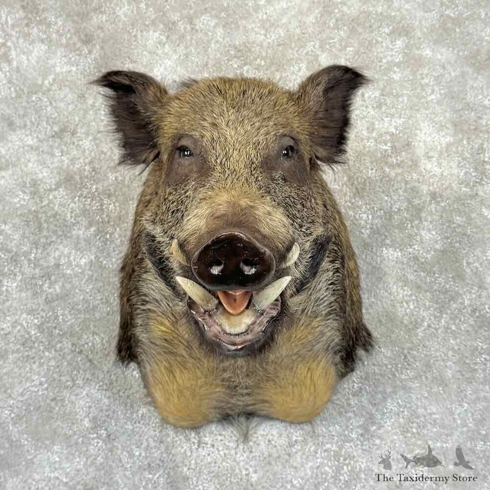 Wild Boar Shoulder Mount For Sale #30861 @ The Taxidermy Store