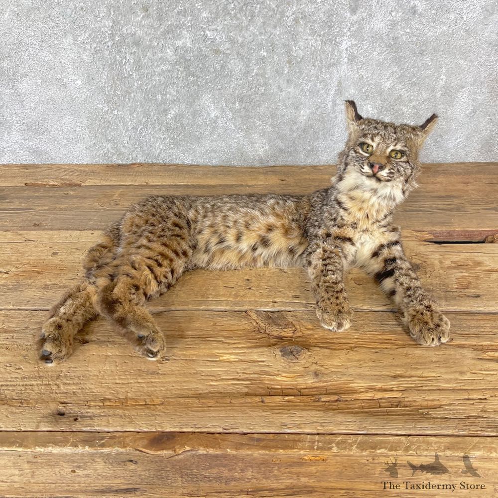 Bobcat Life-Size Mount For Sale #24722 @ The Taxidermy Store