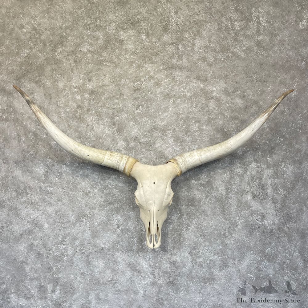 Longhorn Steer Skull European Mount For Sale #28267 @ The Taxidermy Store
