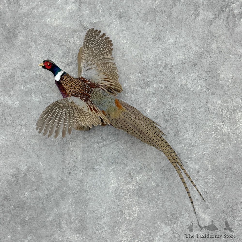Ringneck Pheasant Bird Mount For Sale #32413 @ The Taxidermy Store