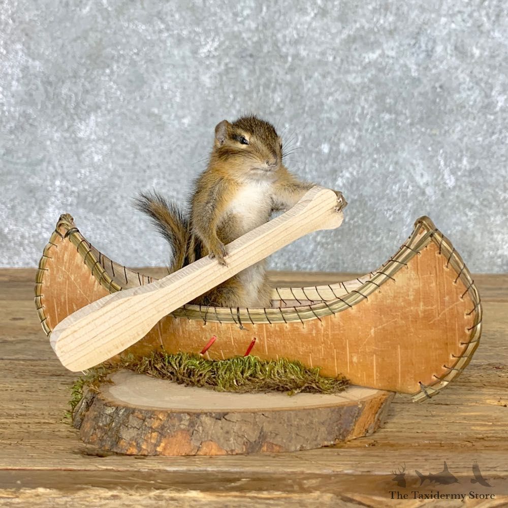 Canoe Chipmunk Novelty Mount For Sale #22618 @ The Taxidermy Store