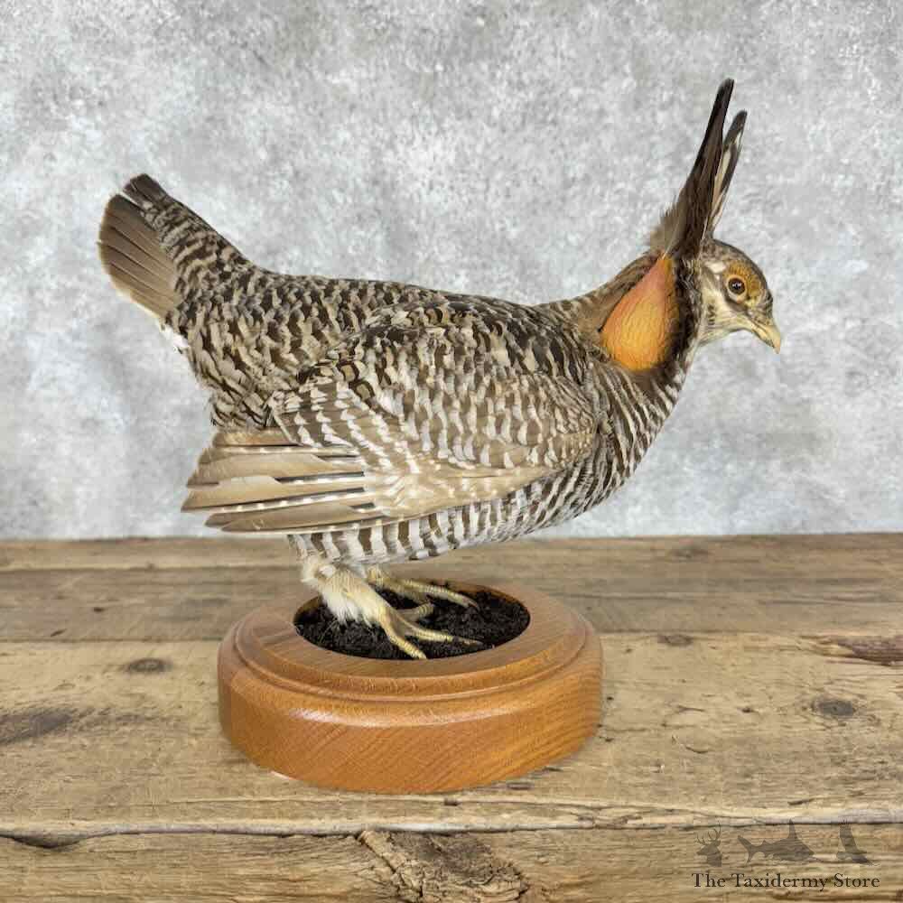Greater Prairie Chicken Bird Mount For Sale #30821 @ The Taxidermy Store