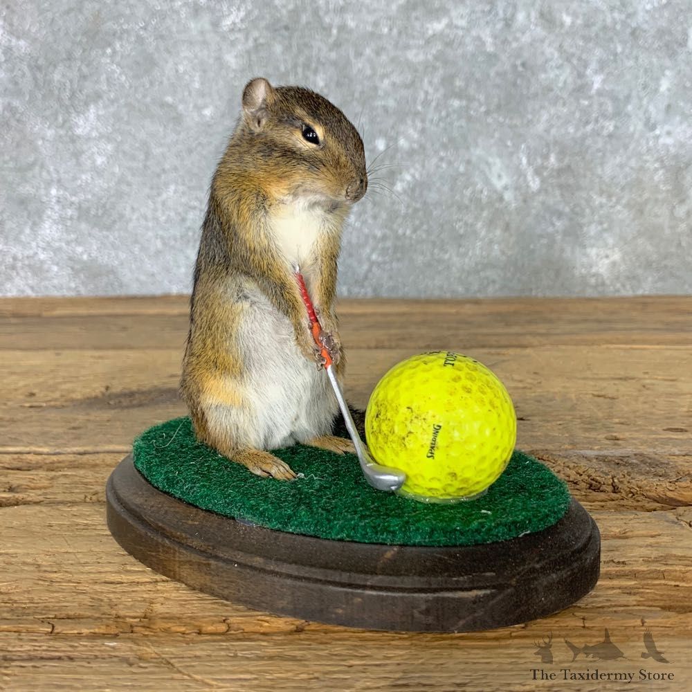 Golfing Squirrel Novelty Mount For Sale #22619 @ The Taxidermy Store