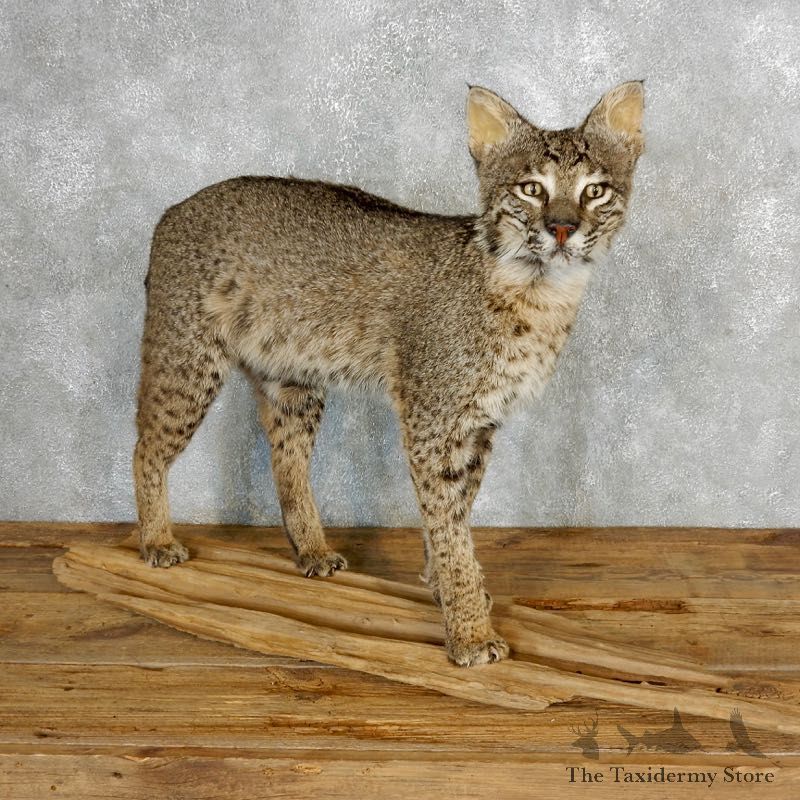 Bobcat Life-Size Mount For Sale #17825 @ The Taxidermy Store