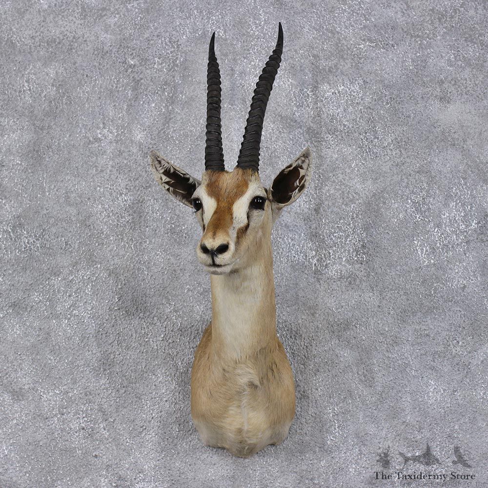 African Thomson's Gazelle Taxidermy Shoulder #12478 For Sale @ The Taxidermy Store