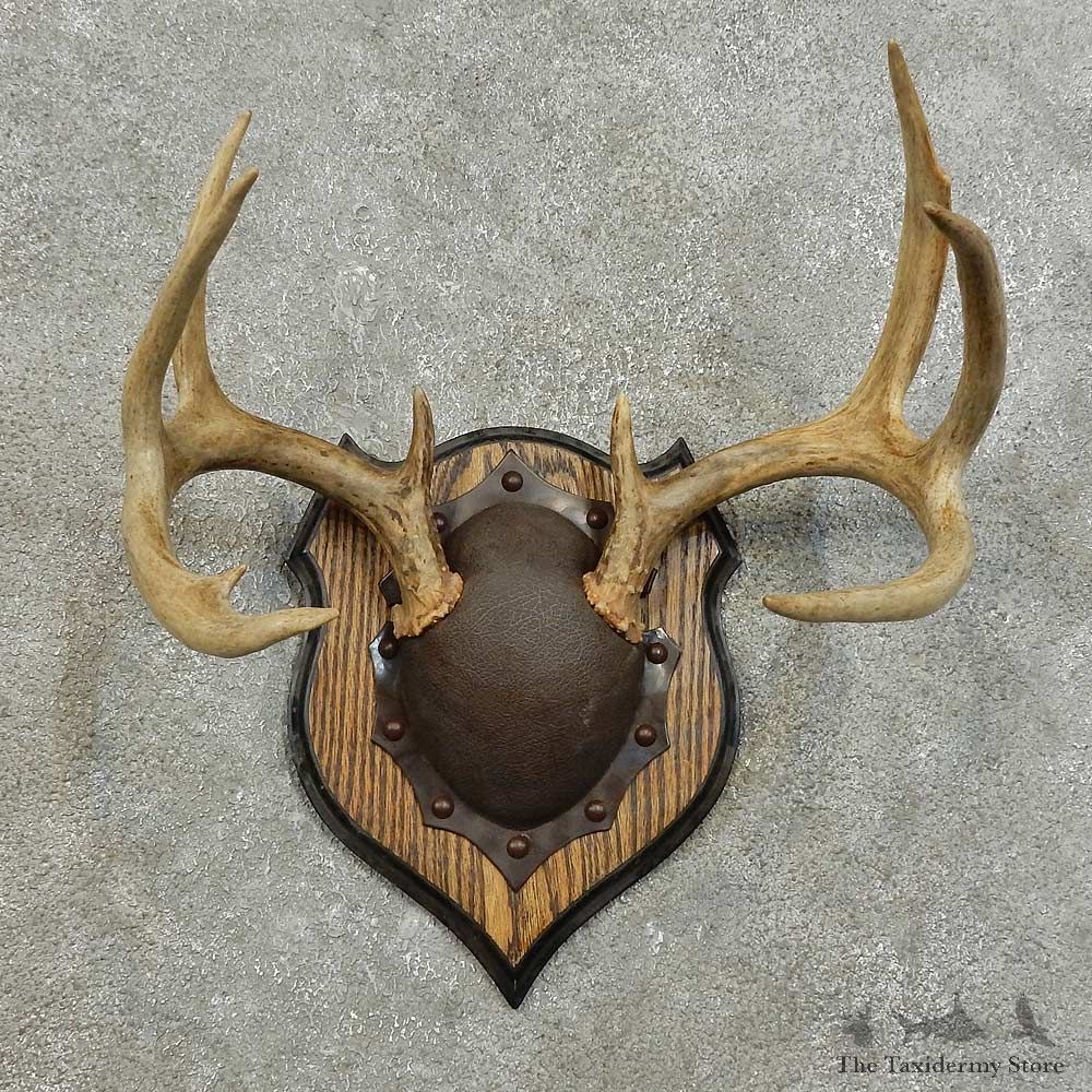 Whitetail Deer Antler Plaque For Sale #15995 @ The Taxidermy Store