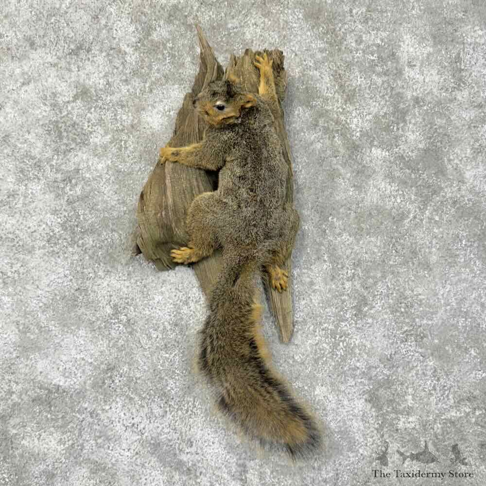 Fox Squirrel Life-Size Mount For Sale #30512 @ The Taxidermy Store