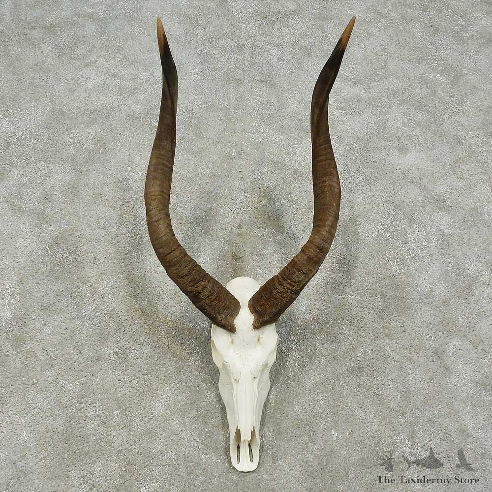 Nyala Skull & Horn European Mount For Sale #15765 @ The Taxidermy Store