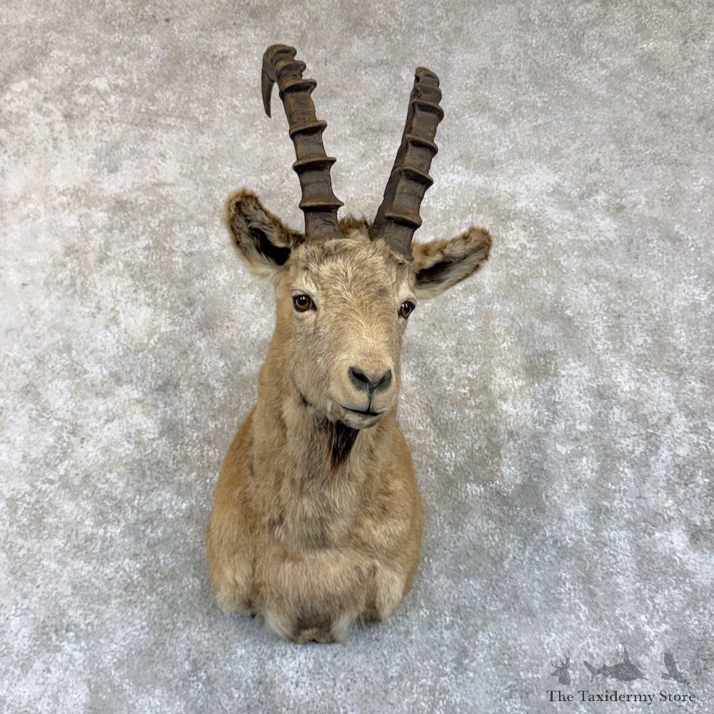 Siberian Ibex Shoulder Mount For Sale #29854 @ The Taxidermy Store