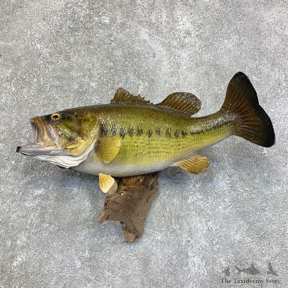 Largemouth Bass Fish Mount For Sale #21809 @ The Taxidermy Store