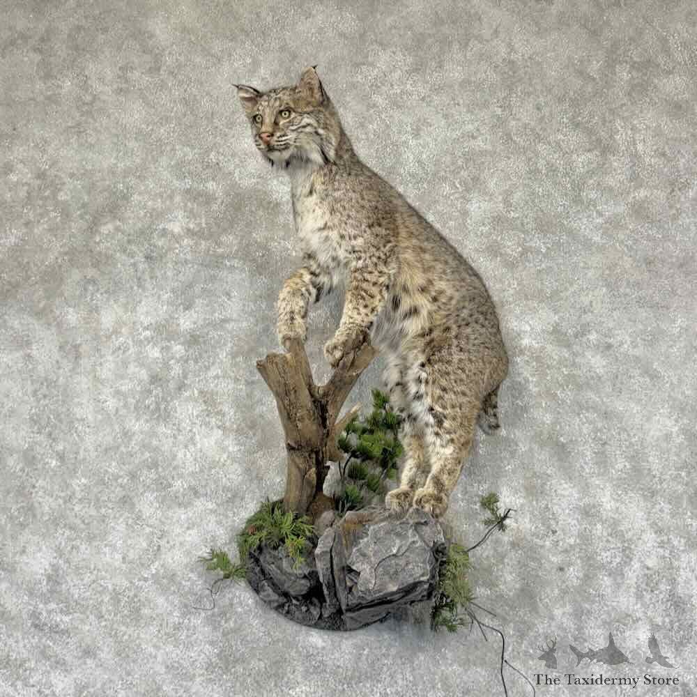 Bobcat Life-Size Mount For Sale #31565 @ The Taxidermy Store