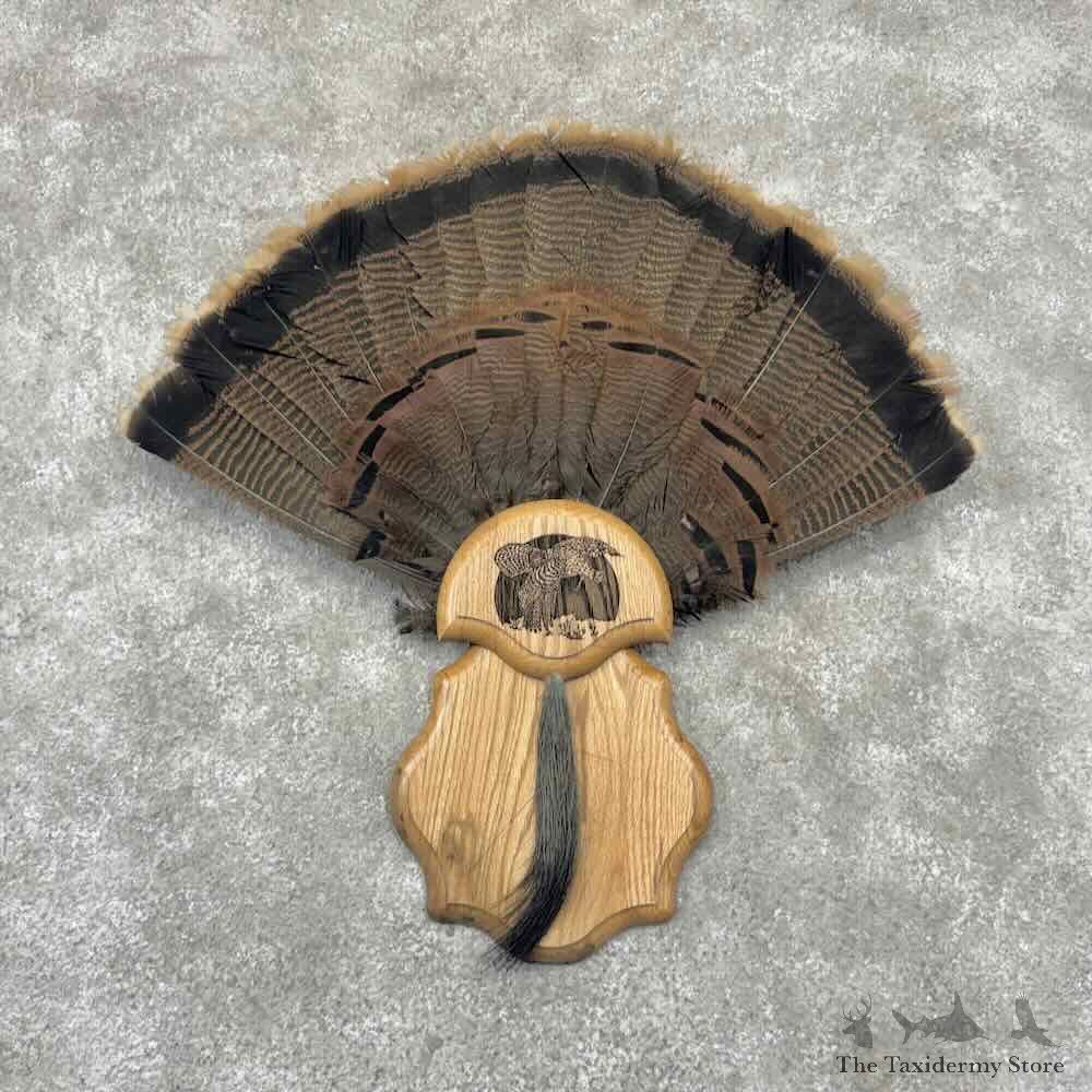 Eastern Wild Turkey Fan For Sale #32210 @ The Taxidermy Store