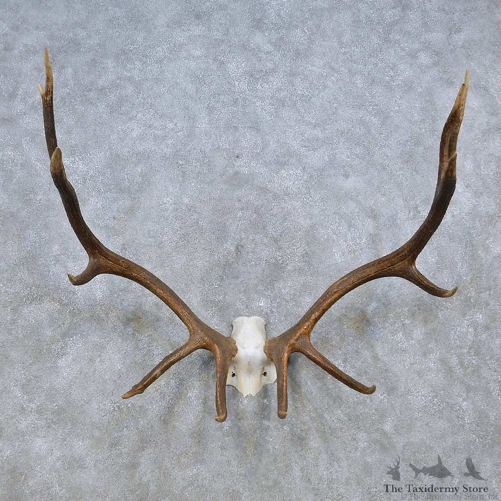 Red Stag Skull Cap & Antler Mount For Sale #14551 @ The Taxidermy Store
