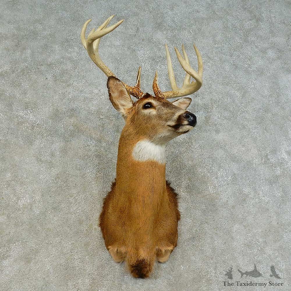 Whitetail Deer Shoulder Mount For Sale #16375 @ The Taxidermy Store