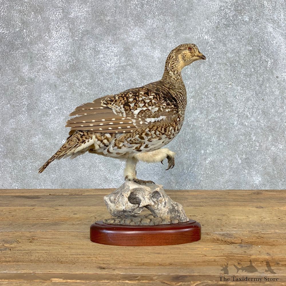 Sharp-tailed Grouse Bird Mount For Sale #21515 @ The Taxidermy Store