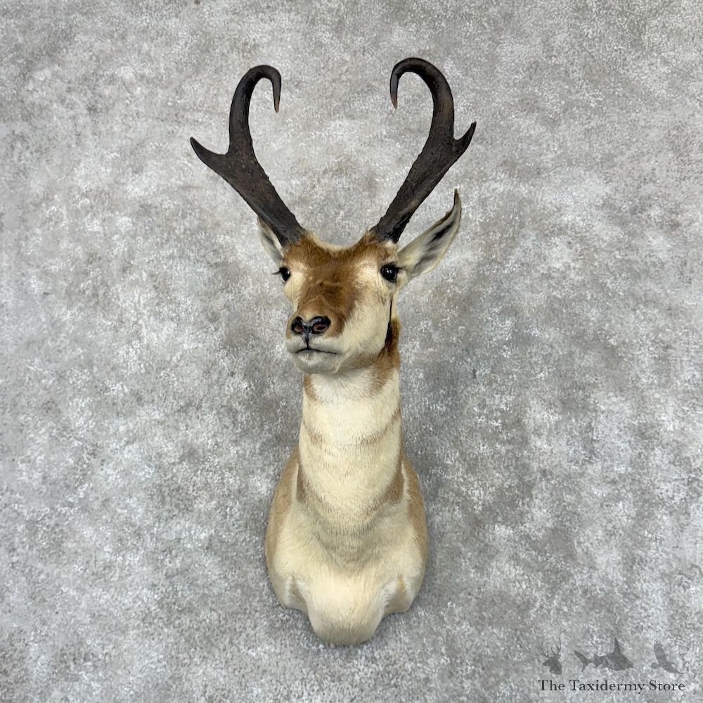 Pronghorn Antelope Shoulder Mount For Sale #30016 @ The Taxidermy-Store