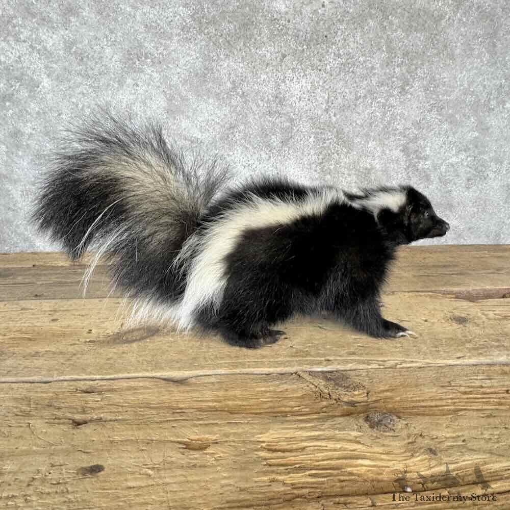 Striped Skunk Life Size Mount For Sale #32287 @ The Taxidermy Store