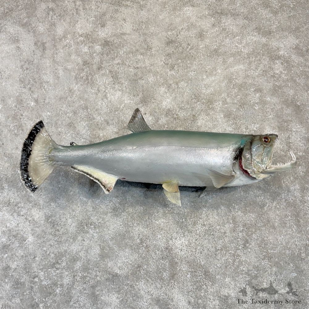 Payara Fish Mount For Sale #30014 @ The Taxidermy Store