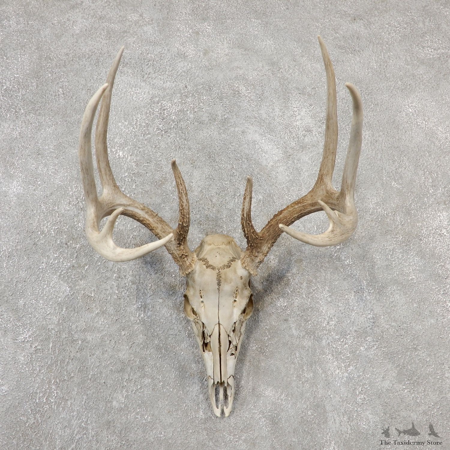 Whitetail Deer Skull European Mount For Sale #19156 @ The Taxidermy Store