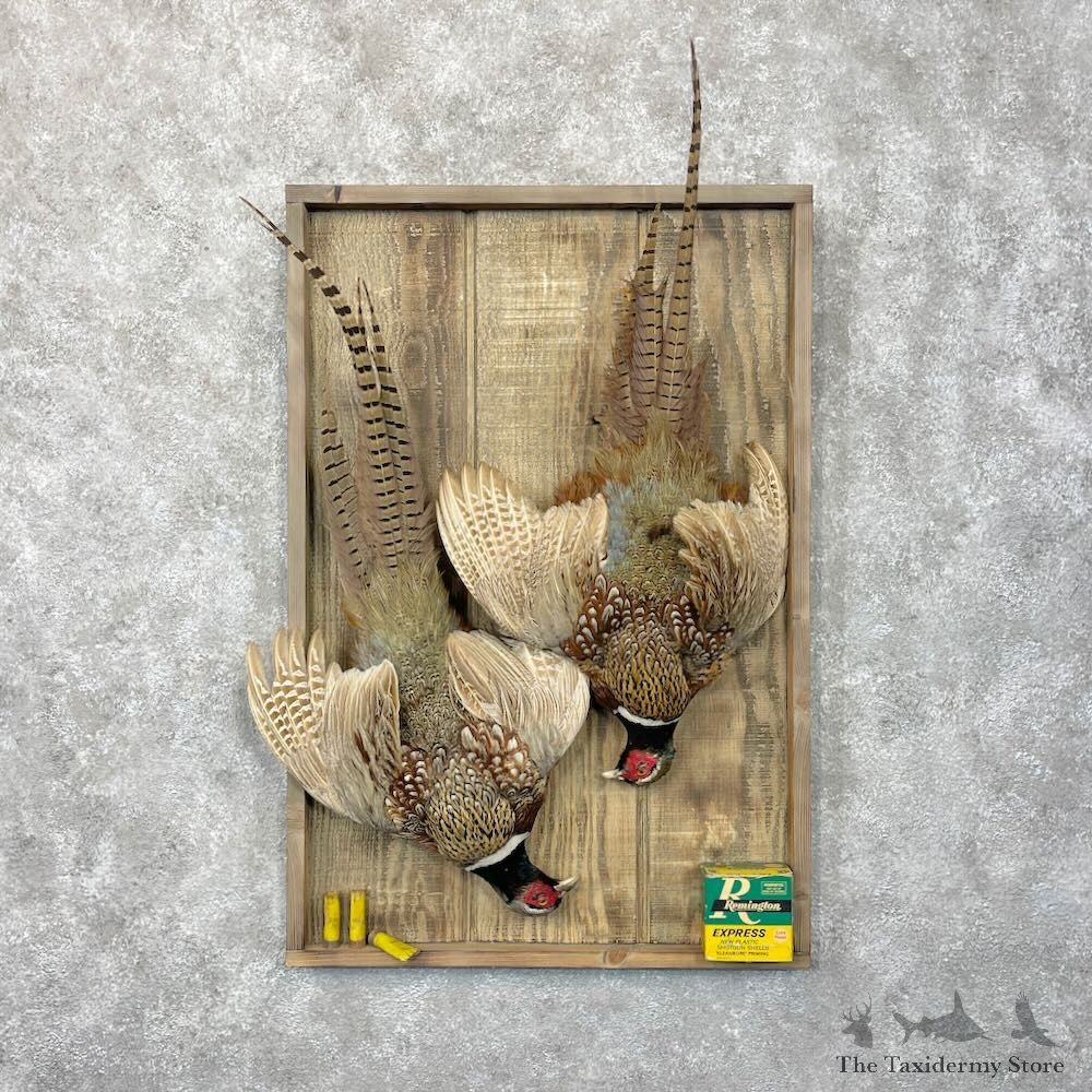 Ringneck Pheasant Bird Mount For Sale #28695 @ The Taxidermy Store