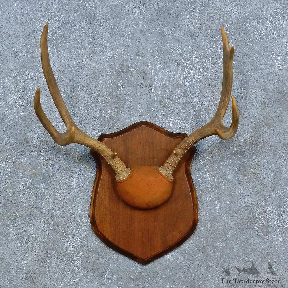 Whitetail Deer Antler Plaque Mount For Sale #15437 @ The Taxidermy Store
