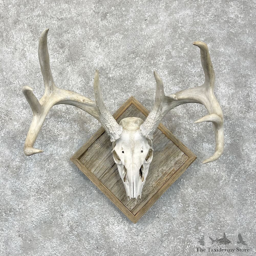 Whitetail Deer Skull European Mount For Sale #28459 @ The Taxidermy Store