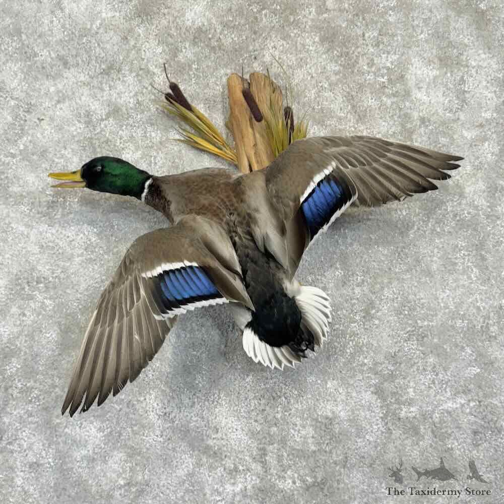 Mallard Duck Drake Bird Mount For Sale #31048 @ The Taxidermy Store
