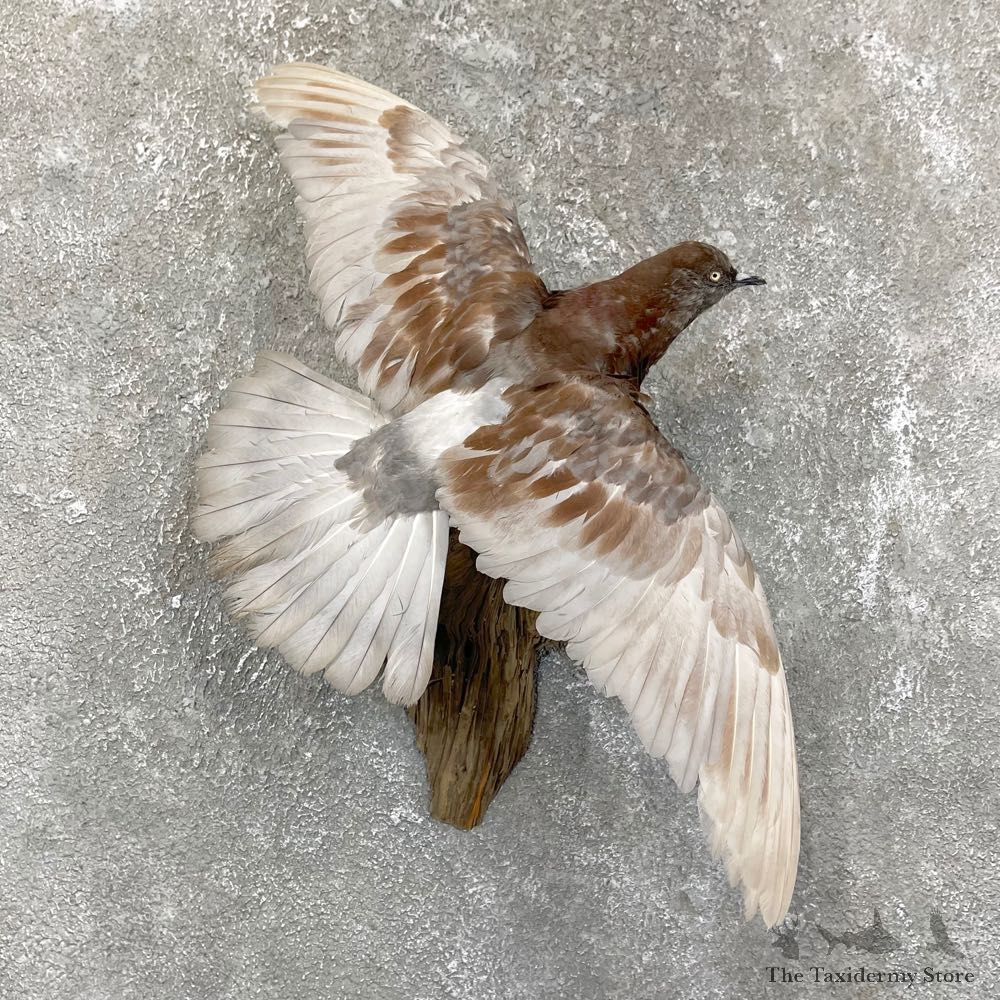 Common Pigeon Life Size Taxidermy Mount #24507 For Sale @ The Taxidermy Store