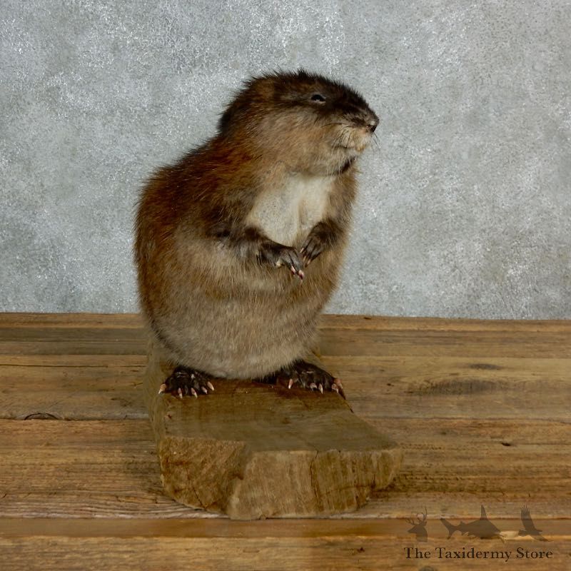 Muskrat Life Size Taxidermy Mount #17142 For Sale @ The Taxidermy Store