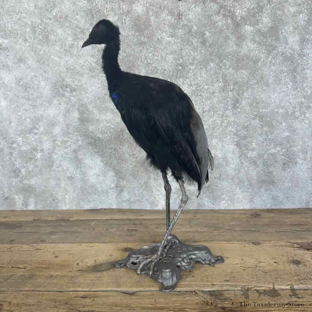 Grey-Winged Trumpeter Bird Mount For Sale #30700 @ The Taxidermy Store