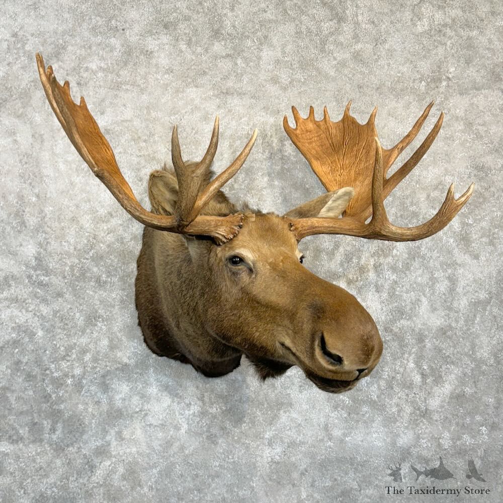 Western Canadian Moose Shoulder Mount For Sale #29199 @ The Taxidermy Store