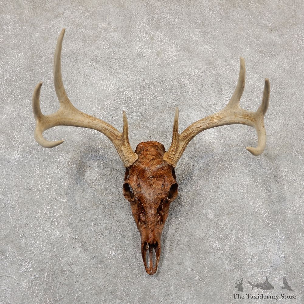 Whitetail Deer Skull European Mount For Sale #18930 @ The Taxidermy Store