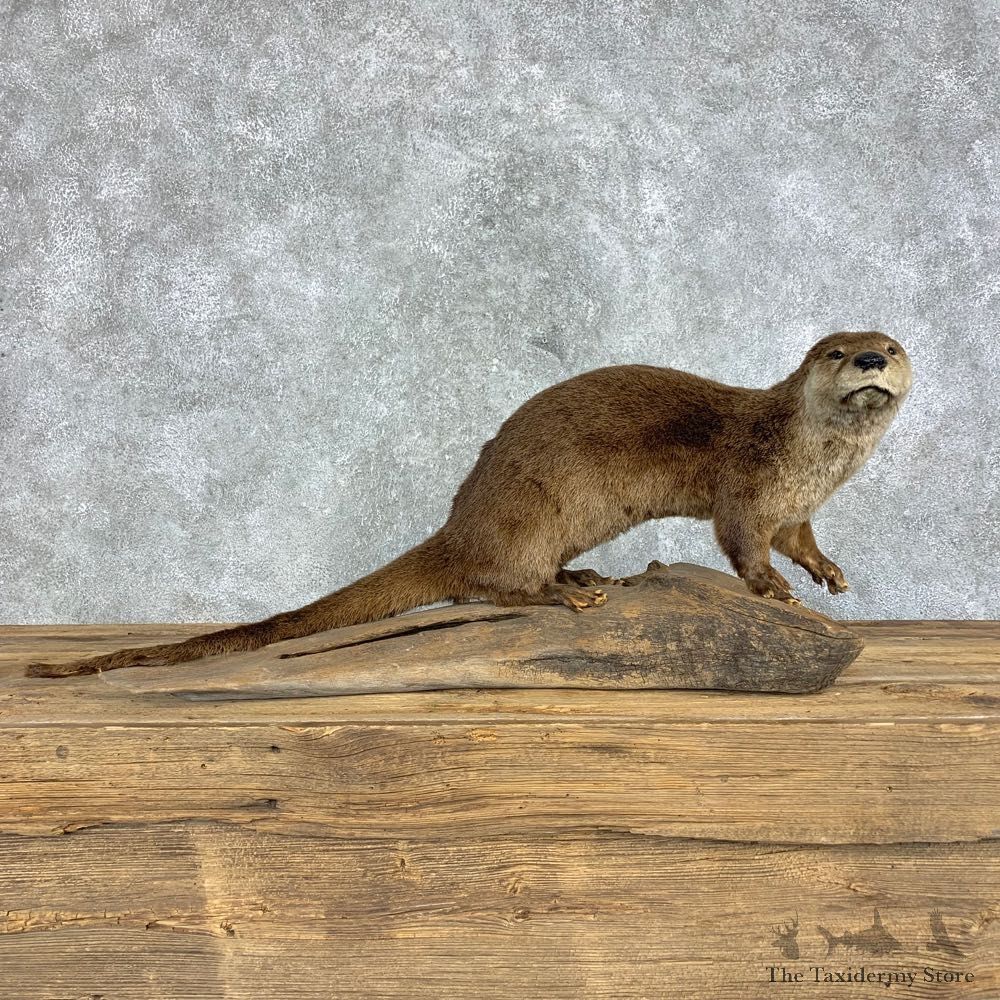 River Otter Taxidermy Mount #21426 For Sale @ The Taxidermy Store